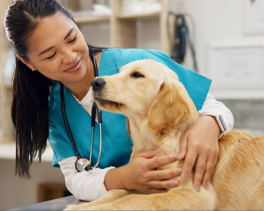Vet taking care of dog Vet taking care of dog