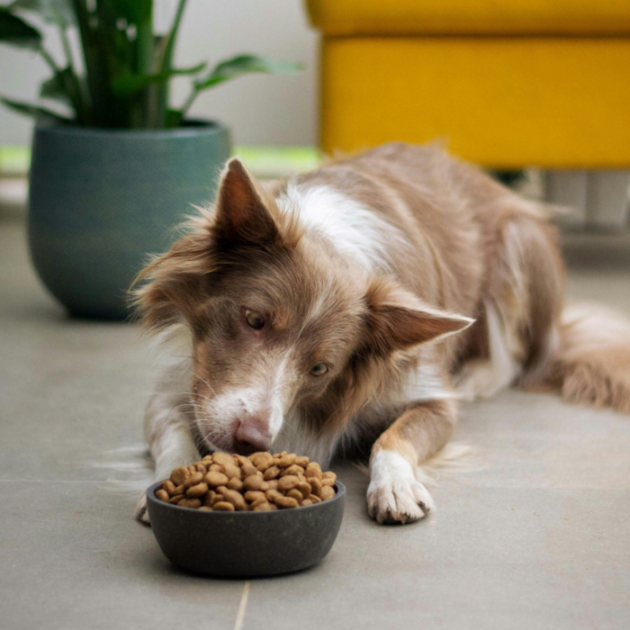 A brown and white dog lying on the floor, looking closely at a bowl of kibble. A brown and white dog lying on the floor, looking closely at a bowl of kibble.