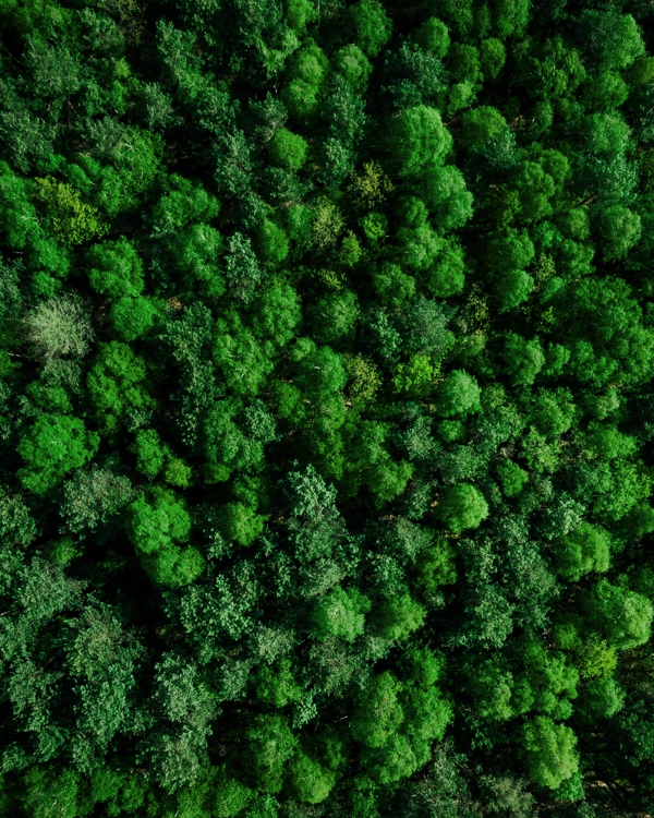 Forest from above Forest from above