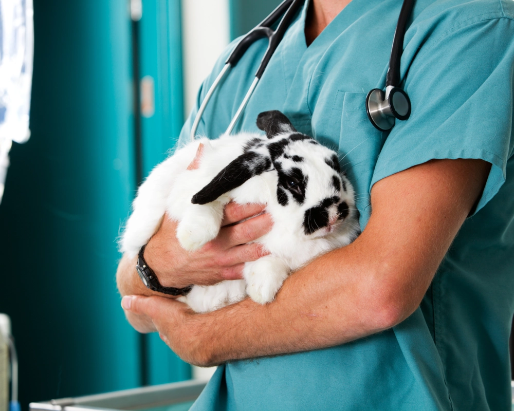 Rabbit sat on vets arms Rabbit sat on vets arms